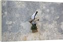 20 Inch Box Canvas (51cm) Adult male and female Lesser Kestrel mating at nest site by Ardea