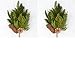 Factory Direct Craft 2 Flocked Artificial Mixed Pine Sprays for Holiday Decorating