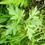 200 Seeds, Mugwort (Artemisia vulgaris) Seeds by Seed Needs