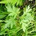 200 Seeds, Mugwort (Artemisia vulgaris) Seeds by Seed Needs