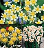 51rzocFu4nL. SL160  Gardening Bulbs   Proven Planting Methods Of The Flower Bulbs That Will Blossom In Spring