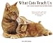 Amazon price tracker, Amazon price history charts, What Cats Teach Us 2012 Calendar