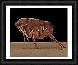 Framed Print of LRDS-52 Cat Flea from Ardea