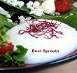 Beet/Beetroot Sprouting-600 Seeds- Vibrant Red Sprouts!