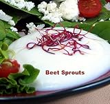 Beet/Beetroot Sprouting-600 Seeds- Vibrant Red Sprouts!