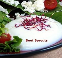 Beet/Beetroot Sprouting-600 Seeds- Vibrant Red Sprouts!