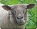 CUTE SHEEP BIRTHDAY GIFT Mouse Mat