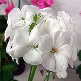 ゼラニウム：リンゴ2000ホワイト3.5号ポット 3株セット