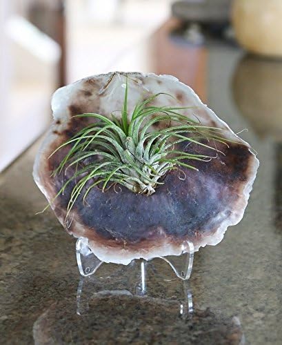 Air Plant Capiz Shell - Tillandsia 'Ionantha' - FREE Shipping! - NEW