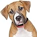 Our K9 Red Small Dog No Bark Collar - Anti Bark Static Shock Control - 7 Levels Button Adjustable Sensitivity Control - Warning Beep Then Shock for 9 - 70 lb. Dogs - Low Battery Alarm