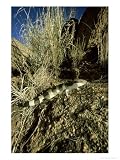 Western Blue-Tongue Skink, Australia Photographic Poster Print by Patricio Robles Gil, 30x40