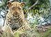 Wildlife of Africa: Dumpy Book (Gerald & Marc Hoberman Collection)