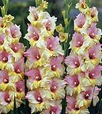 Mon Amour Large Flowering Gladiolus - 10 Bulbs