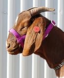 Nylon Goat Halter - Purple Jazz