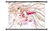 Chobits Anime Fabric Wall Scroll Poster (32