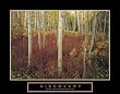 Discovery - Aspen Trees, Motivational Poster