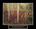 Discovery - Aspen Trees, Motivational Poster