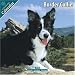 Border Collie 2010 Wall Calendar #10018-10