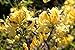 15 Giant Yellow Azalea Seeds*rhododendron* 6' to 10' Ft.*sweet Fragrant*showy*#1232