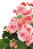 Begonia Elatior - 60