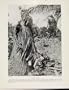 Mask House New Ireland Secret Society Old Print C1931