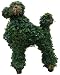 poodle46 - Poodle Topiary Filled with Sphagnum Moss and Planted