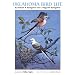 Oklahoma Bird Life