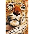 Posters: Big Cats Poster - Leopard (36 x 24 inches)