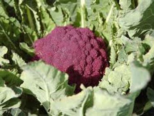 Blumenkohl - Di Sicilia Violetto - ca. 100 Samen