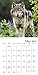 Wolves Wall Calendar (2017)