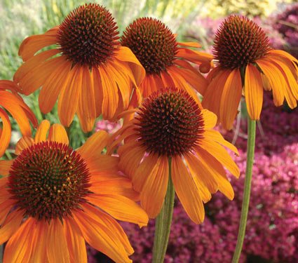 Tangerine Dream Coneflower Seed Pack