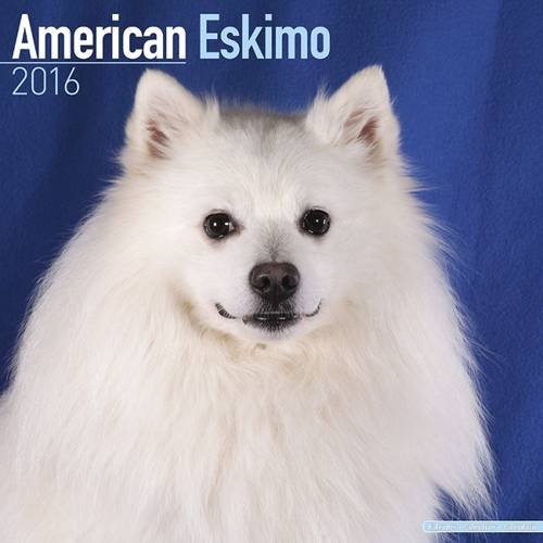 American Eskimo Dog Calendar - Breed Specific American Eskimos Calendar - 2016 Wall calendars - Dog Calendars - Monthly Wall Calendar by Avonside