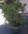 Lilac Lavender Lady Five Gallon