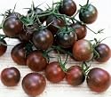schwarze Cherry-Tomate - s&uuml;&szlig;, aromatisch - Black cherry - 10 Samen