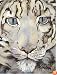 The Snow Leopard