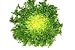 Leaf Vegetable - Green Endive (cichorium Endivia) - 48