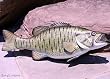 Taxidermy Fiberglass 20" Small Mouth Bass Wall Mount