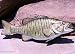 Taxidermy Fiberglass 20" Small Mouth Bass Wall Mount
