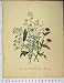 Botanical Print Travellers Joy Meadow Rue Pheasants Eye