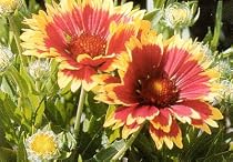 Goblin Blanket Flower 40 Seeds - Gaillardia - Perennial