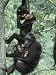 Jane Goodall Institute, Chimpanzees, Gombe National Park, Tanzania Photographic Poste...