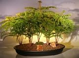 Norfolk Island Pine Forest Bonsai Tree - Forest Group<br><i>(araucaria heterophila)</i>