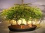 Bonsai Boy's Norfolk Island Pine Bonsai Tree Forest - Five Cluster Planting araucaria heterophila