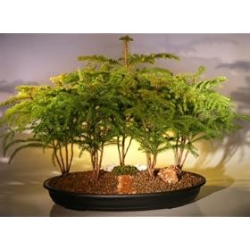 Bonsai Boy's Norfolk Island Pine Bonsai Tree Forest - Five Cluster Planting araucaria heterophila