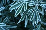 Frosty Buxus - 24