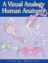 A Visual Analogy Guide to Human Anatomy