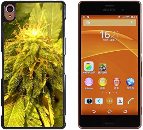 Marijuana Kush Weed Hard Plastic and Aluminum Back Case For Sony Xperia Z3