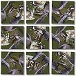 B Dazzle Alligators Scramble Squares 9 Piece Puzzle