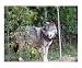 Watcher in the Woods Animals Photographic Poster Print by Wally Graff, 10x8