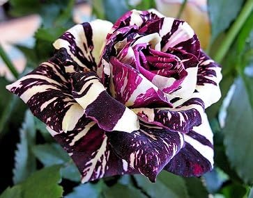 Black Dragon Rose Seeds Packet